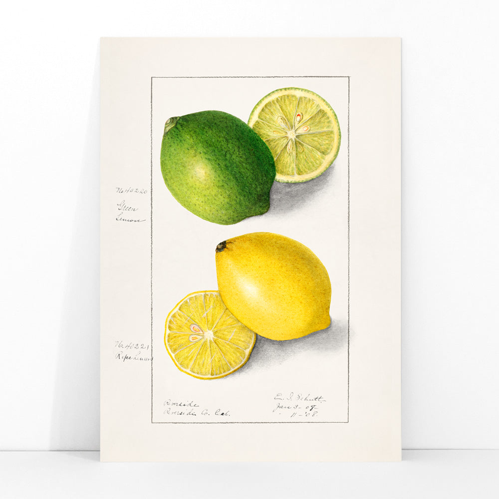 Poster | Lemons Citrus Limon by Ellen Isham Schutt 1908 | MORYARTY