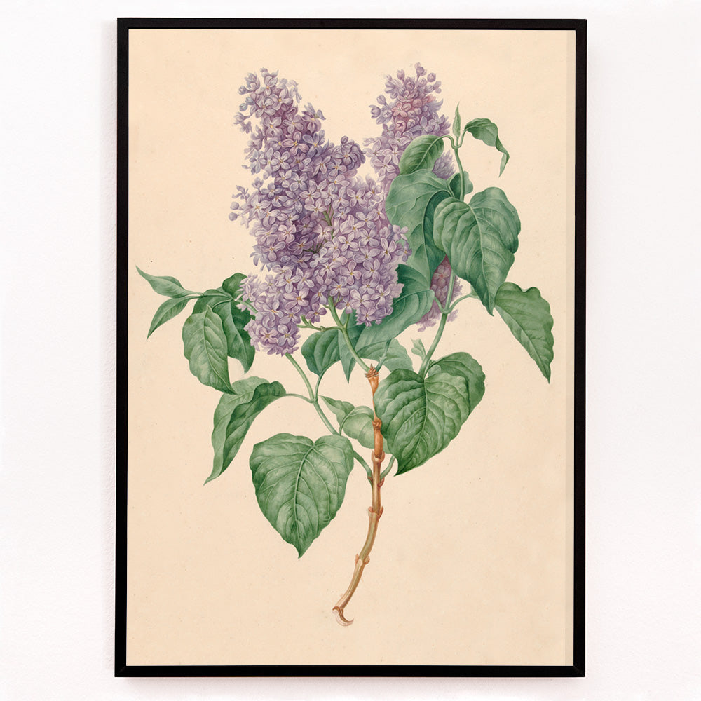 Closeup detail of Botanical illustration poster of purple lilacs with green leaves titled Purple Lilacs by Maria Geertruida Barbiers-Snabilie