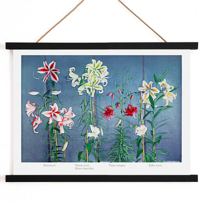 Colorful lilies on blue background hand-colored collotype and vibrant lily poster by Kazumasa Ogawa from Some Japanese Flowers, with wooden magnetic frame on white background