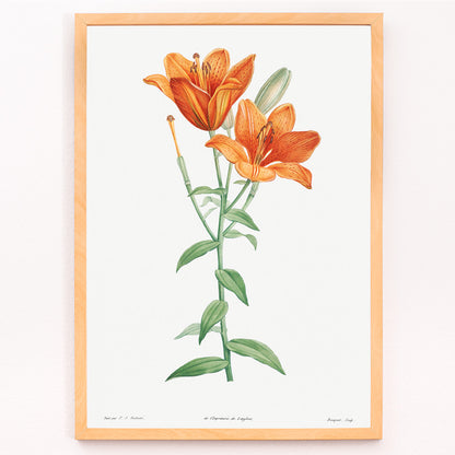 Closeup detail of Orange bulbous lily botanical illustration poster from La botanique de J J Rousseau by Pierre Joseph Redoute