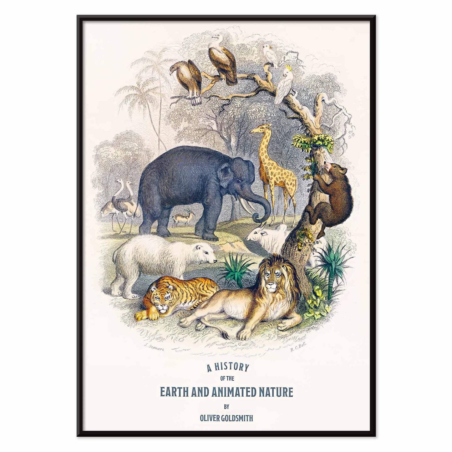 Wild animals and birds illustrated on the cover of A history of the earth and animated nature by Oliver Goldsmith poster, with black aluminium frame on white background