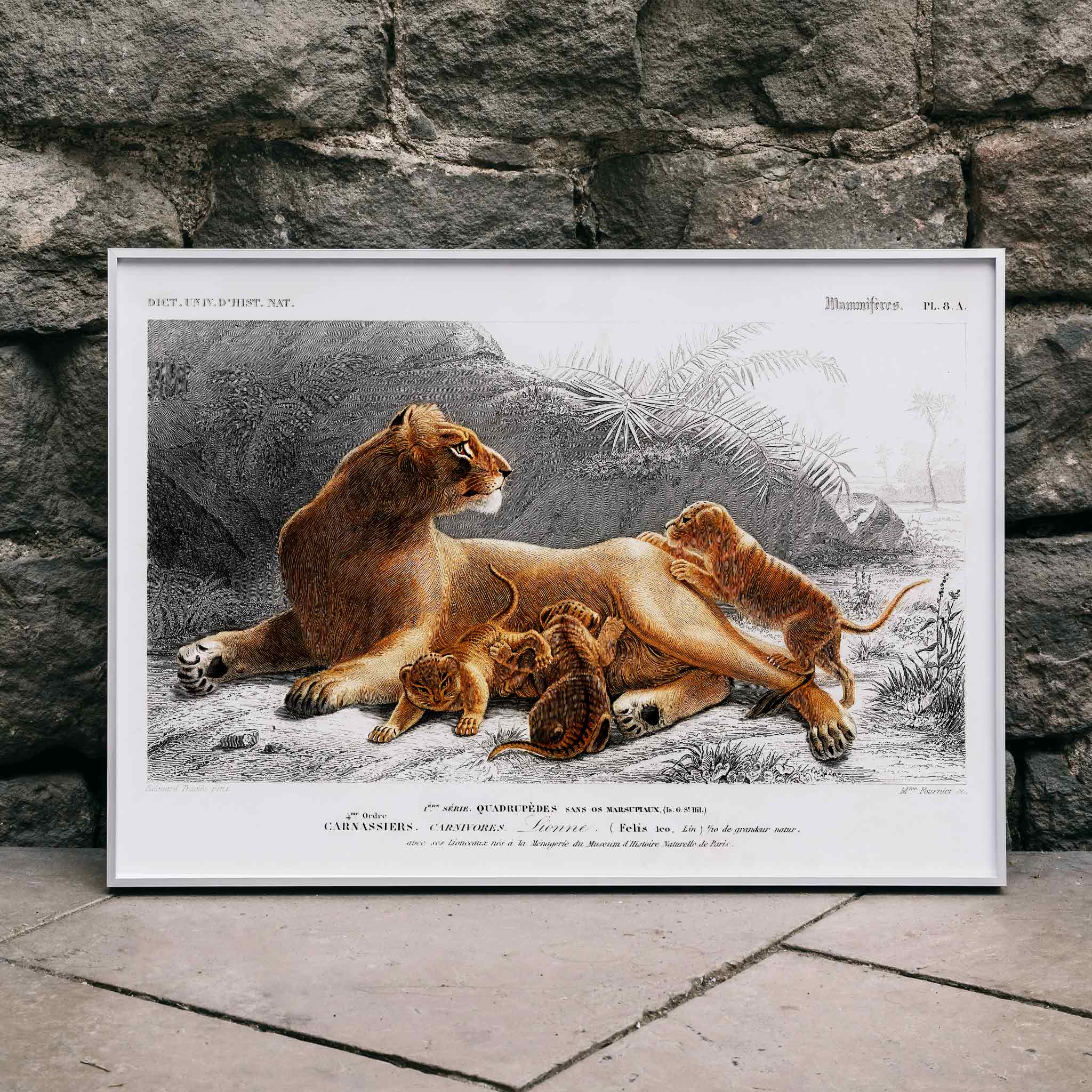 lioness-cubs-wildlife-nature-