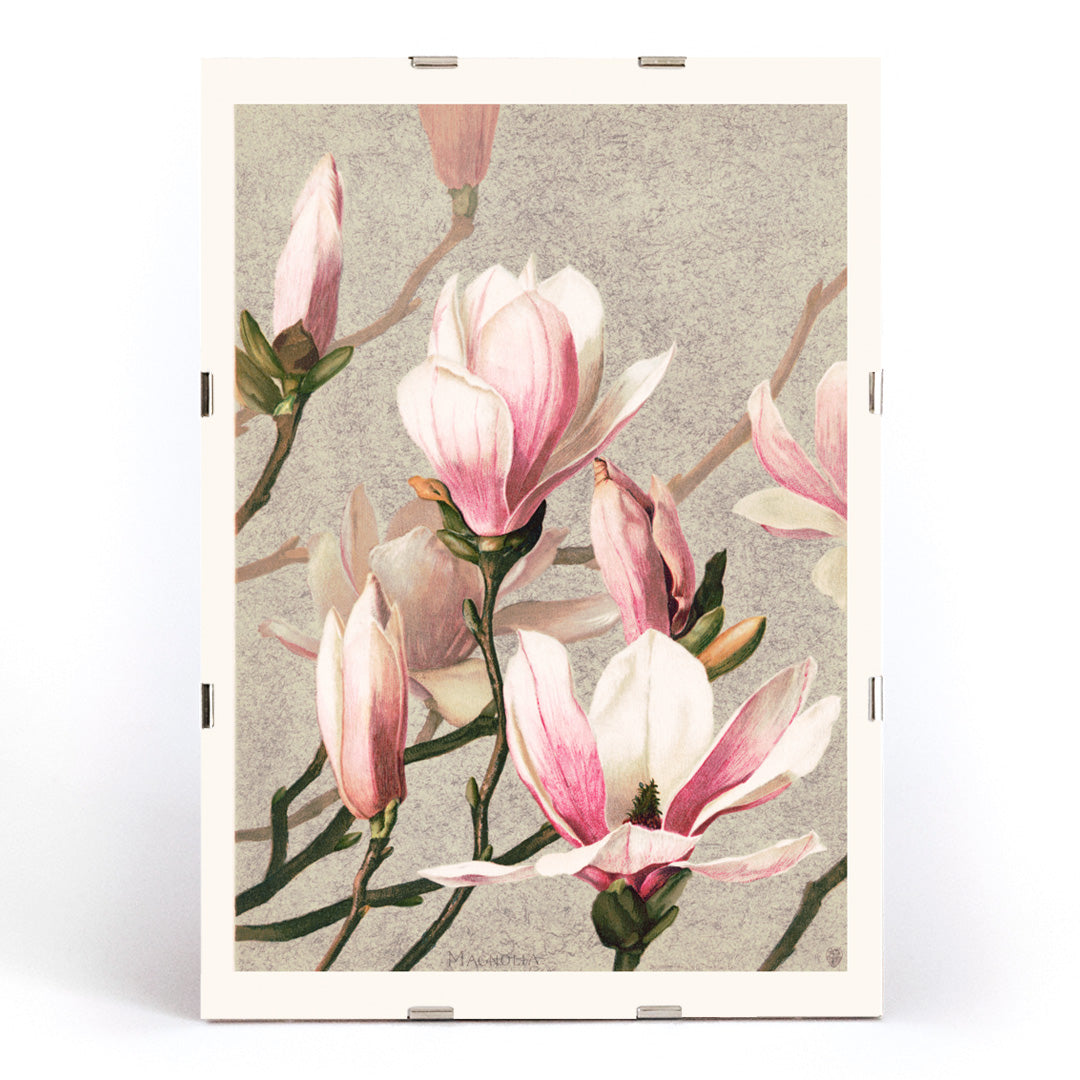 Magnolia flower botanical art print and poster in high resolution by L Prang and Co featuring detailed pink and white magnolia flowers, framed and displayed in modern living room decor