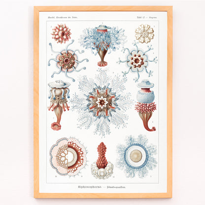 Closeup detail of Colorful Siphonophorae jellyfish illustration by Ernst Haeckel scientific poster artwork