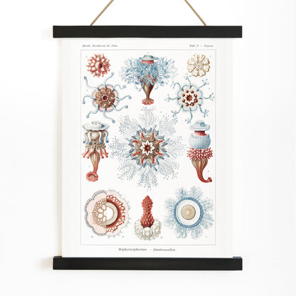 Colorful Siphonophorae jellyfish illustration by Ernst Haeckel scientific poster artwork, with wooden magnetic frame on white background
