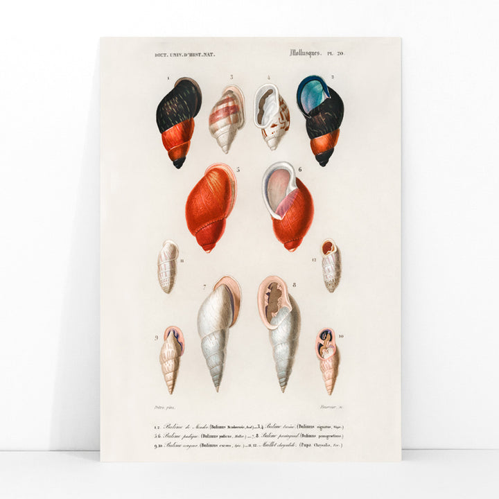Colorful mollusk shells poster natural history artwork by Charles Dessalines D Orbigny showing different types of mollusks, framed and displayed in modern living room decor