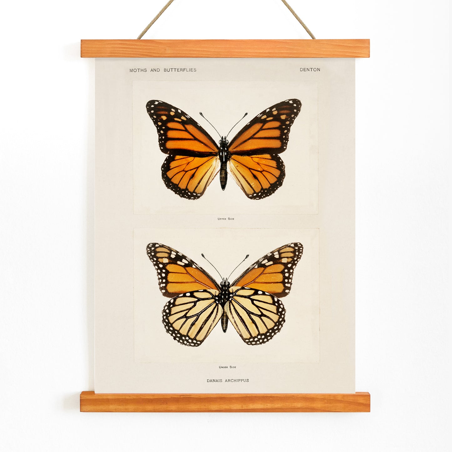Monarch Butterfly Danais Archippus vintage illustration and detailed poster from Moths and Butterflies of the United States by Sherman F Denton, with wooden magnetic frame on white background
