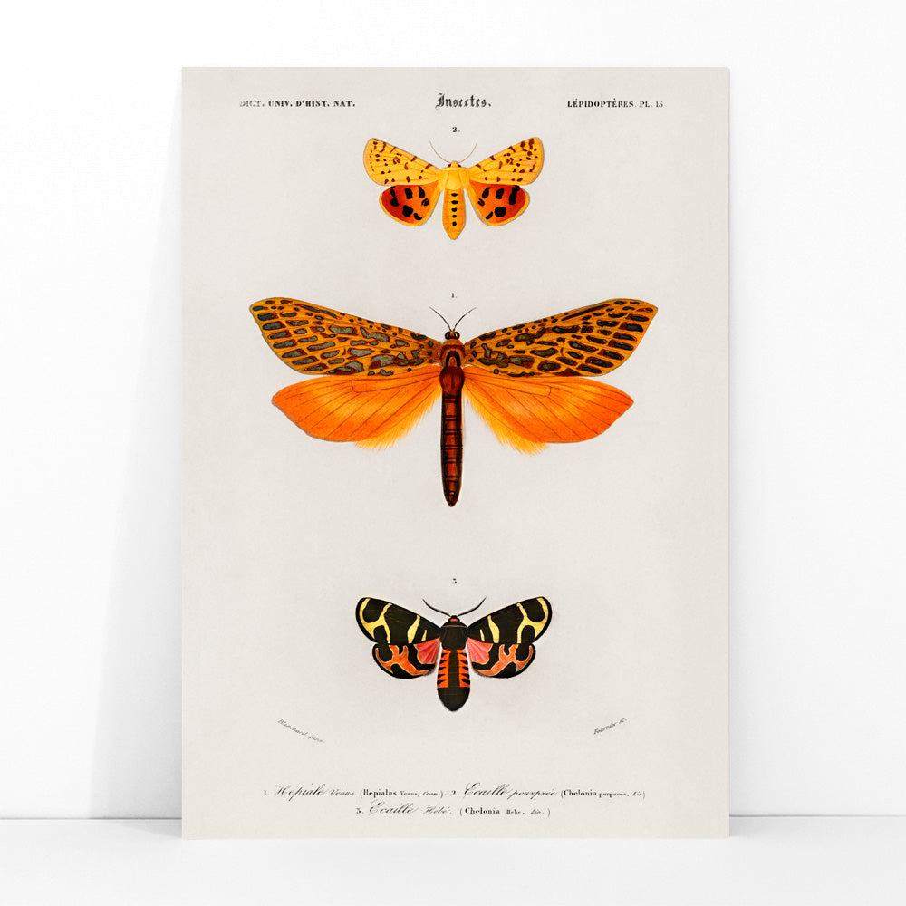 Colorful moth species illustrated by Charles Dessalines D Orbigny poster featuring different types of moths artwork, framed and displayed in modern living room decor