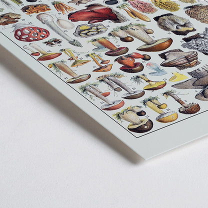 Closeup detail of Colorful illustrated poster of various mushroom species by Editions Larousse titled Mushrooms colour plate 1