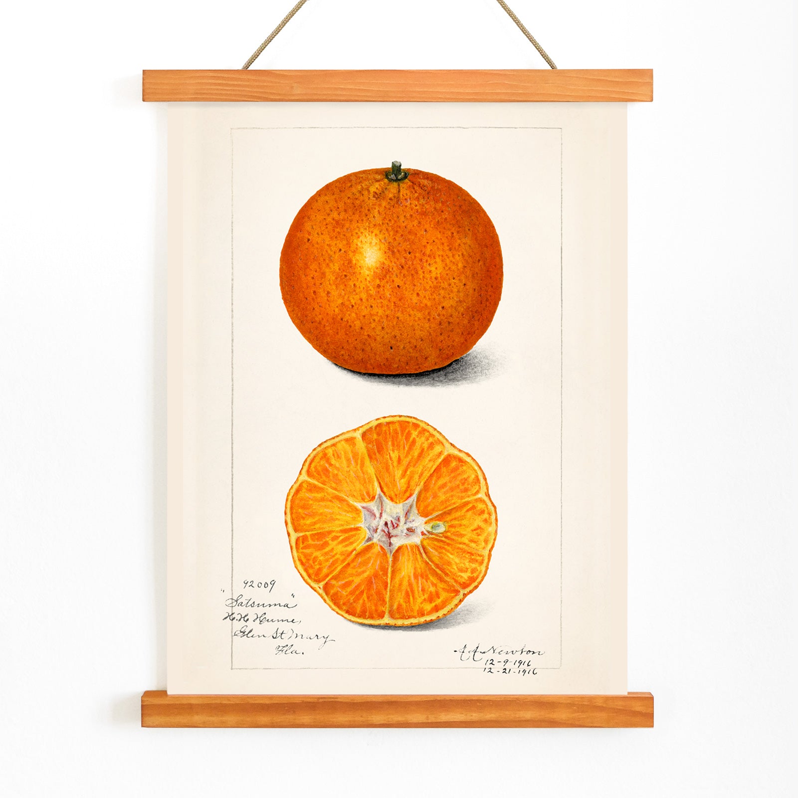 Botanical illustration and poster of Orange Citrus Sinensis by Amanda Almira Newton showing whole and sliced orange fruit and cross section artwork, with wooden magnetic frame on white background