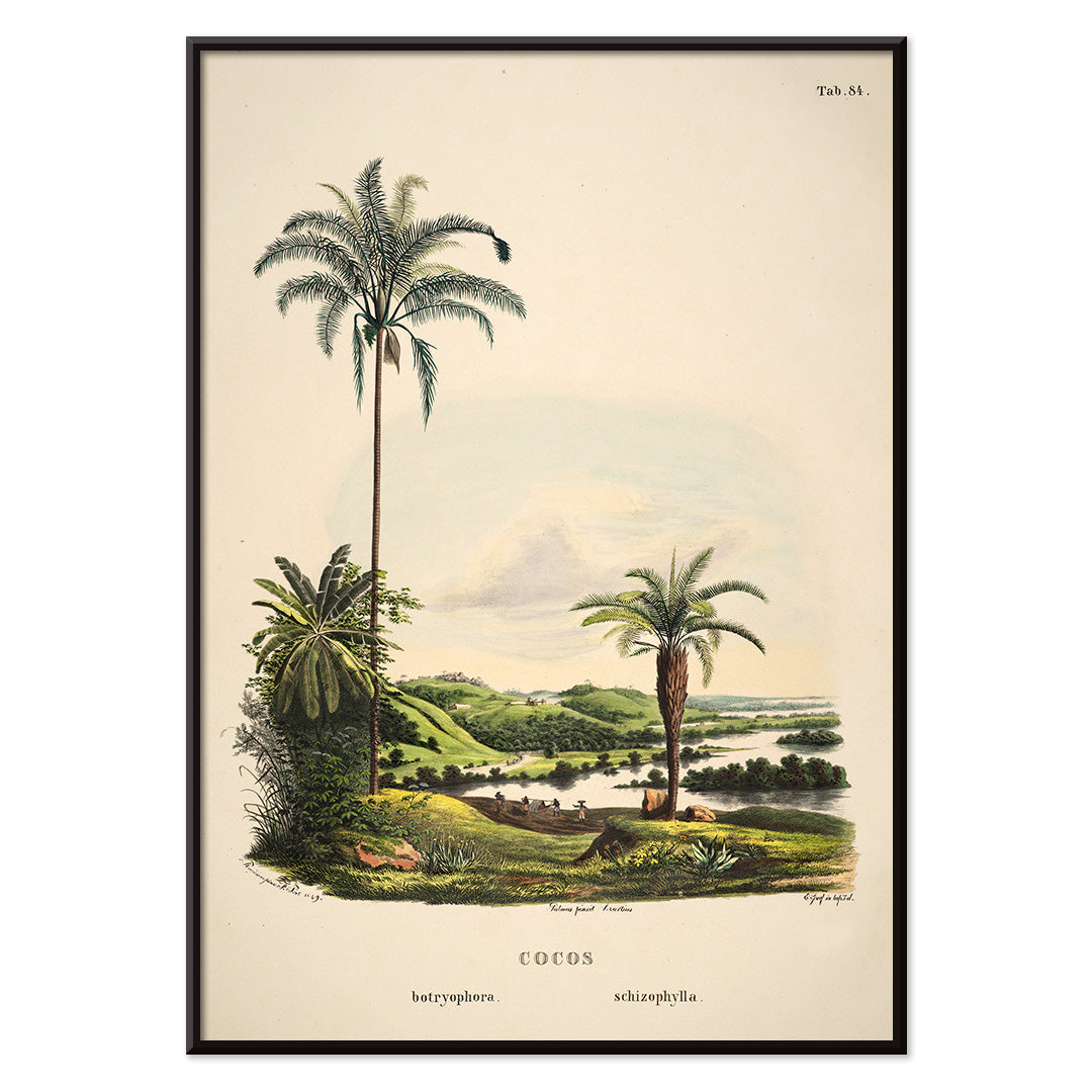 Botanical illustration and poster of palm trees in tropical landscape Cocos Schizophylla by Carl Friedrich Philipp von Martius botanical art, with black aluminium frame on white background