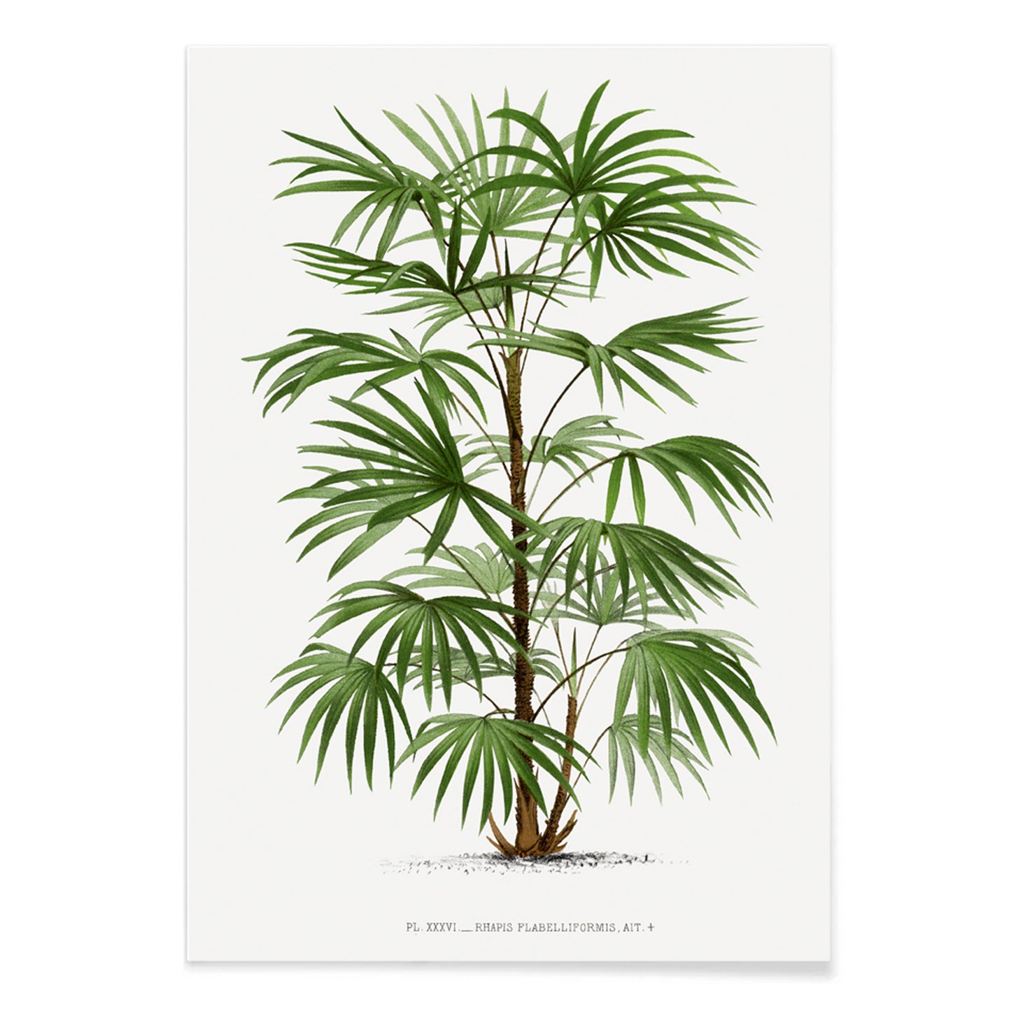 Botanical illustration poster of a palm tree from Les Palmiers Histoire Iconographique by Oswald de Kerchove de Denterghem, with black aluminium frame on white background