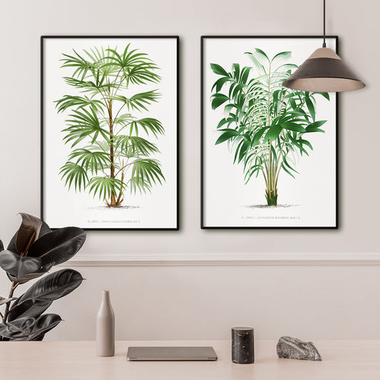 Botanical illustration poster of a palm tree from Les Palmiers Histoire Iconographique by Oswald de Kerchove de Denterghem, framed and displayed in home decor