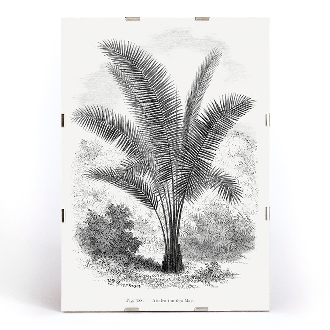 Poster | Vintage Palm Tree Art Oswald de Kerchove | MORYARTY