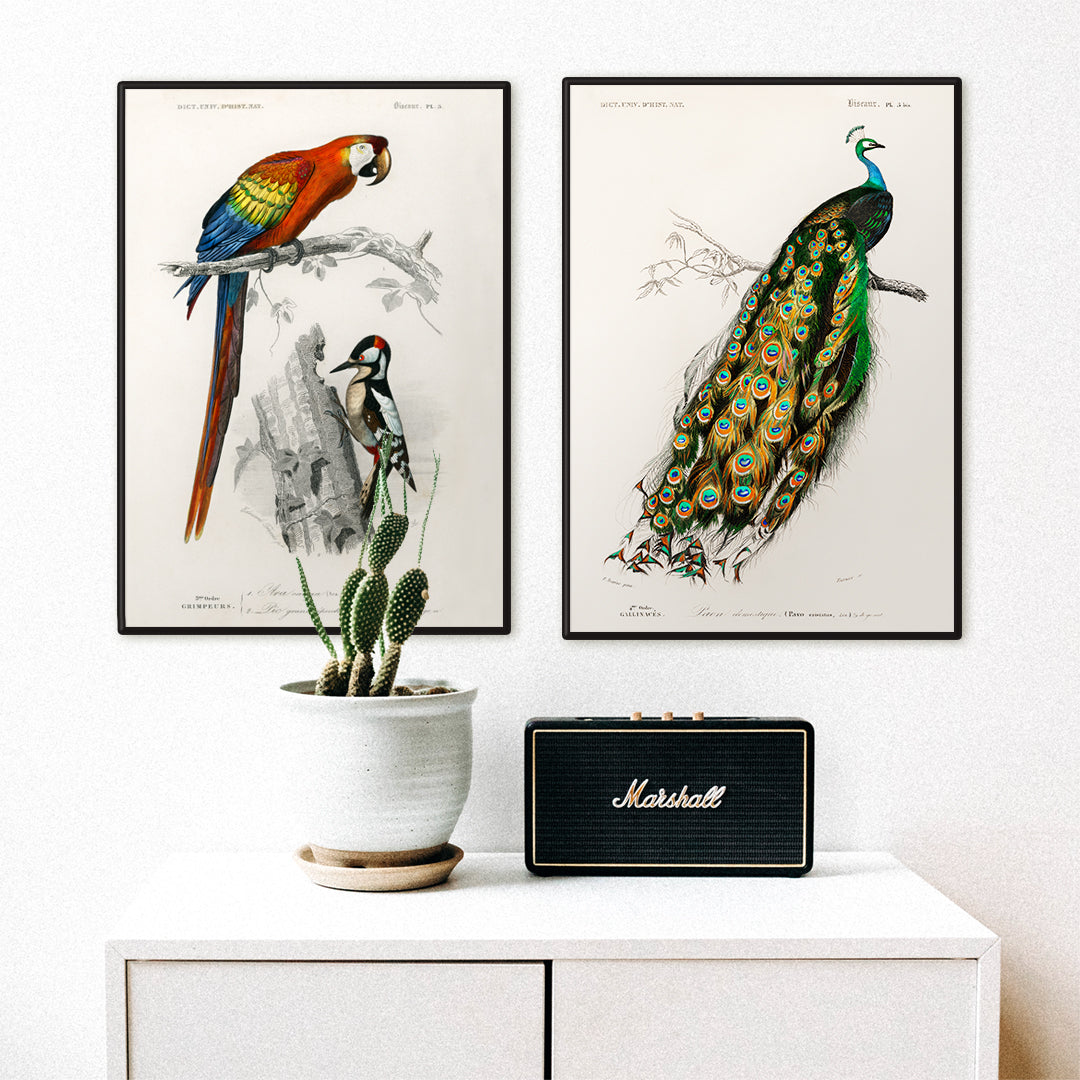 Poster | Birds by Charles Dessalines D' Orbigny illustrated 1876