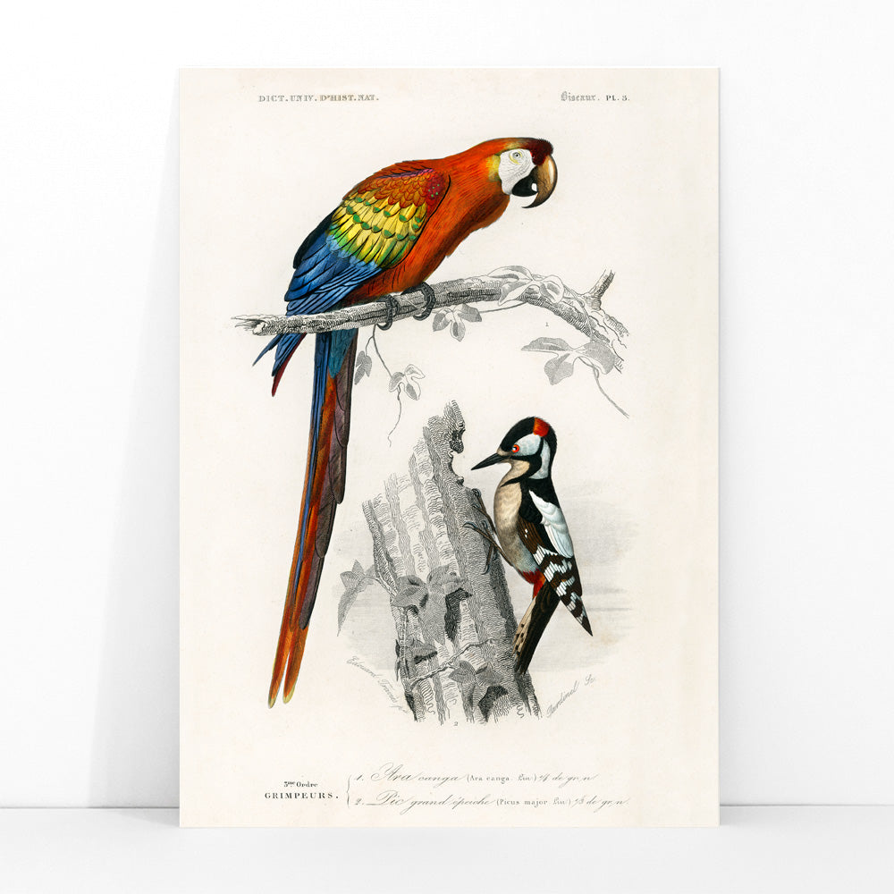Poster | Birds by Charles Dessalines D' Orbigny illustrated 1876