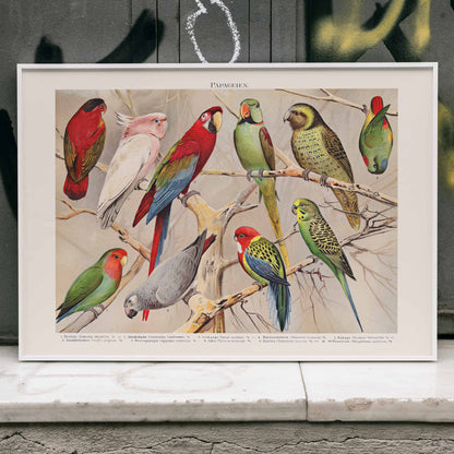 Colorful parrots perched on branches Papagein I artwork by Institut of Leipzig vintage illustration poster, framed and displayed in modern living room decor