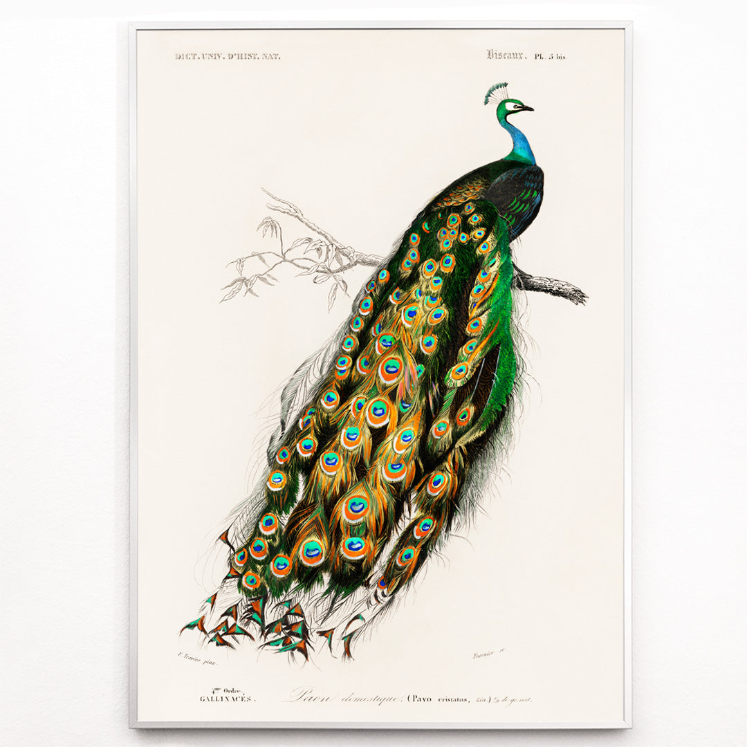 Closeup detail of Indian peafowl Pavo Cristatus with vibrant feathers perched on a branch illustrated by Charles Dessalines D Orbigny artwork poster