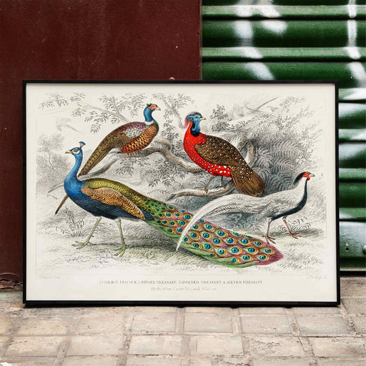 Vibrant illustration and poster of peacock and pheasants including Common Peacock Ringed Pheasant Horned Pheasant and Silver Pheasant by Oliver Goldsmith from A History of the Earth and Animated Nature, framed and displayed in home decor