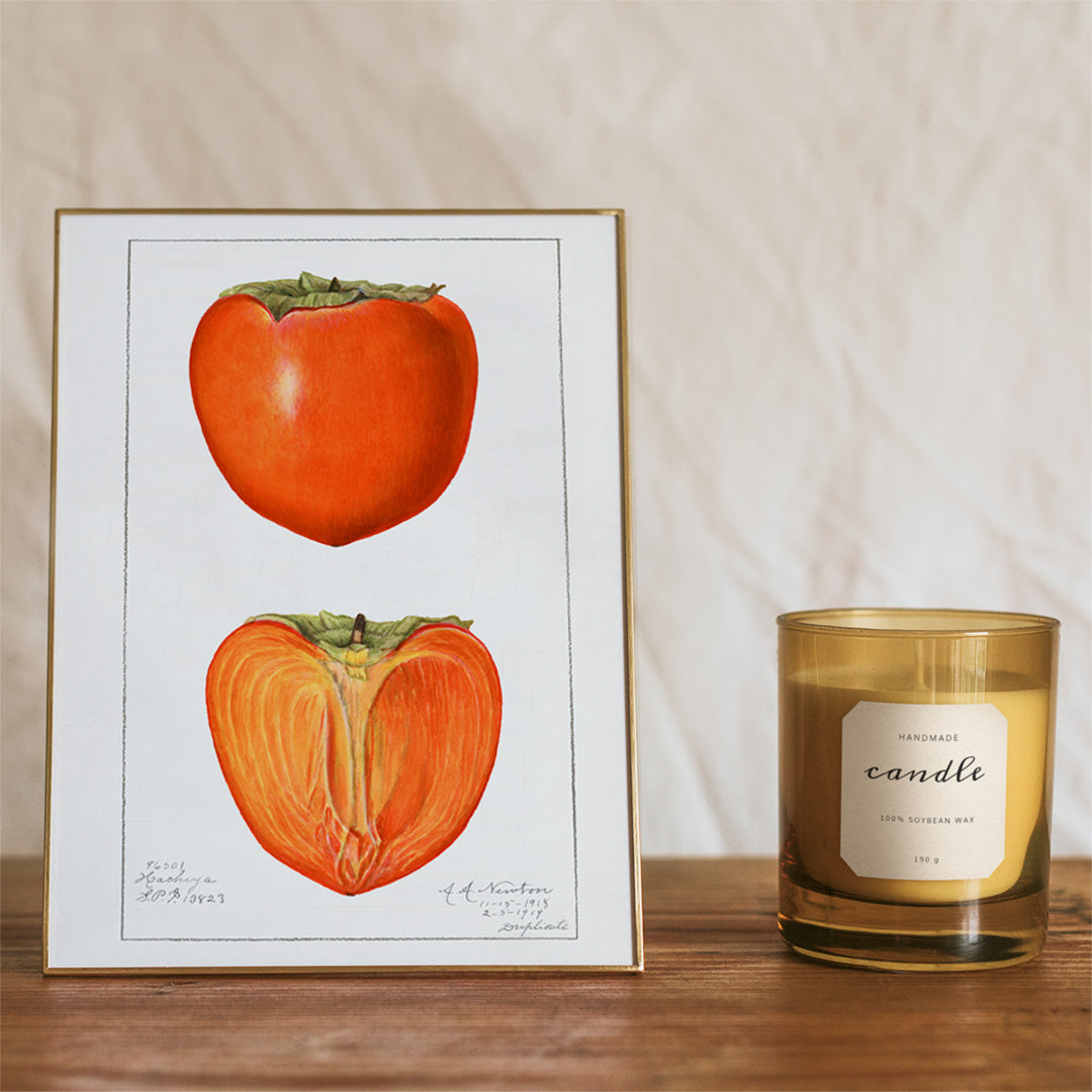 Vintage persimmons illustration by Amanda Almira Newton featuring botanical artwork of whole and halved persimmons and a detailed persimmon fruit poster, framed and displayed in home decor