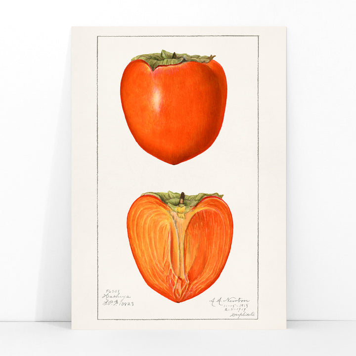 Vintage persimmons illustration by Amanda Almira Newton featuring botanical artwork of whole and halved persimmons and a detailed persimmon fruit poster, framed and displayed in modern living room decor
