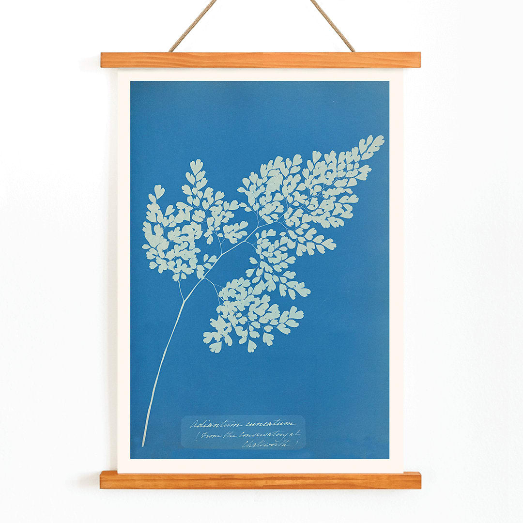 Anna Atkins cyanotype artwork of Adiantum cuneatum fern botanical blueprint poster on blue background, with wooden magnetic frame on white background