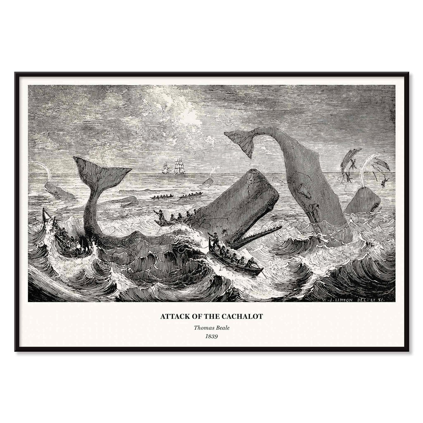 Sperm whale and cachalot attacking fishing boats illustration from The Natural History of the Sperm Whale by Thomas Beale, with black aluminium frame on white background