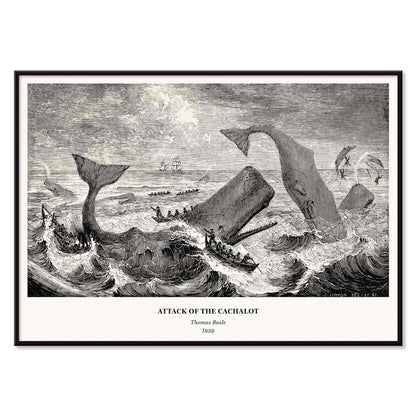 Sperm whale and cachalot attacking fishing boats illustration from The Natural History of the Sperm Whale by Thomas Beale, with black aluminium frame on white background