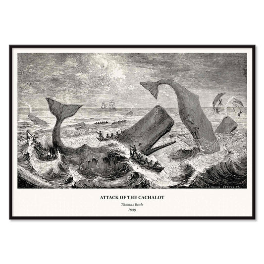 Sperm whale and cachalot attacking fishing boats illustration from The Natural History of the Sperm Whale by Thomas Beale, with black aluminium frame on white background