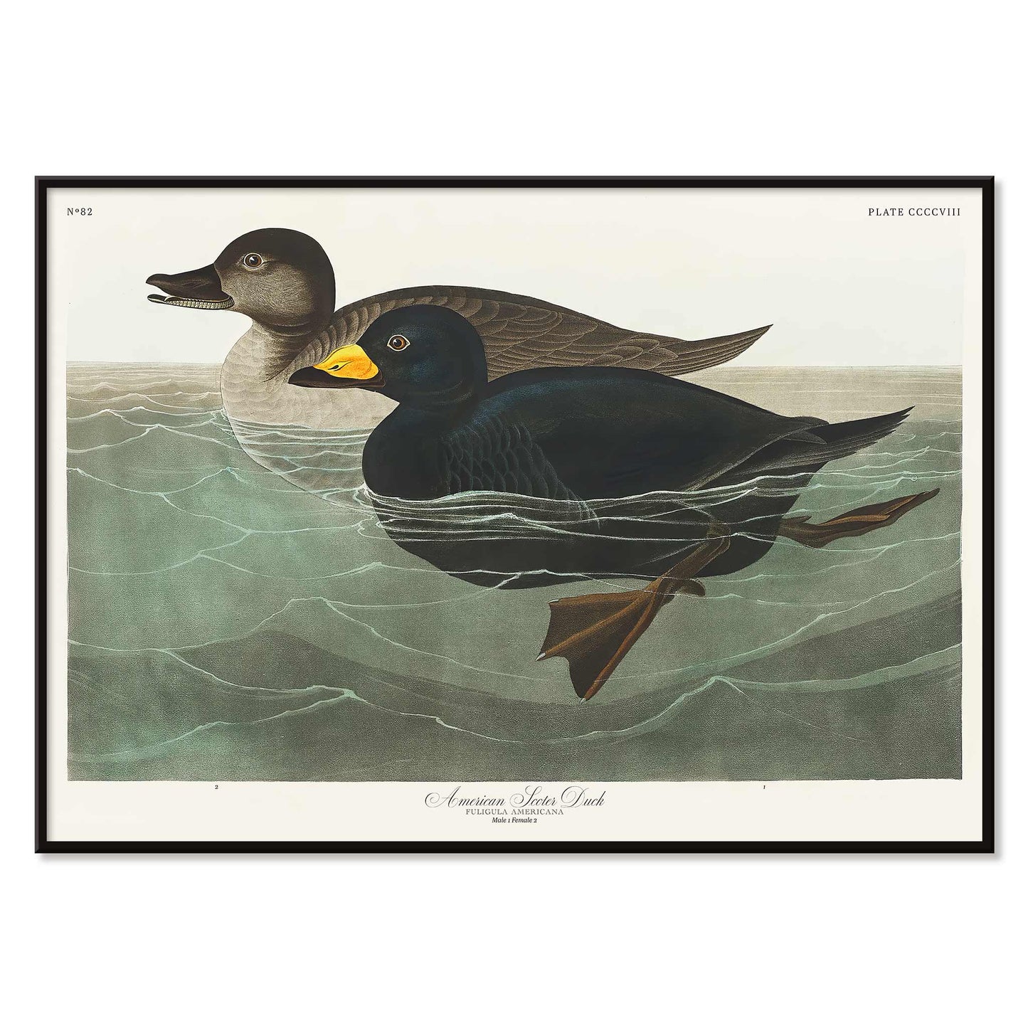 American Scoter ducks swimming in water artwork by John James Audubon Birds of America poster, with black aluminium frame on white background