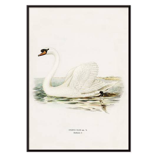 Mute Swan male Cygnus olor detailed illustration on water by The von Wright brothers poster and artwork, with black aluminium frame on white background