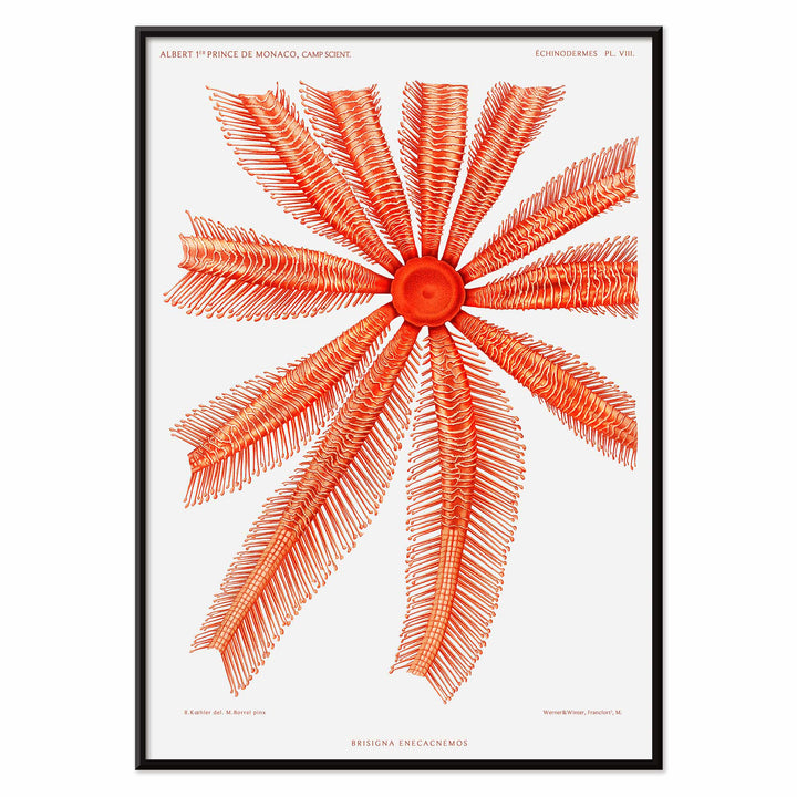 Brisingidae starfish illustration by Albert I Prince of Monaco from Resultats des Campagnes Scientifiques poster and framed artwork, with black aluminium frame on white background