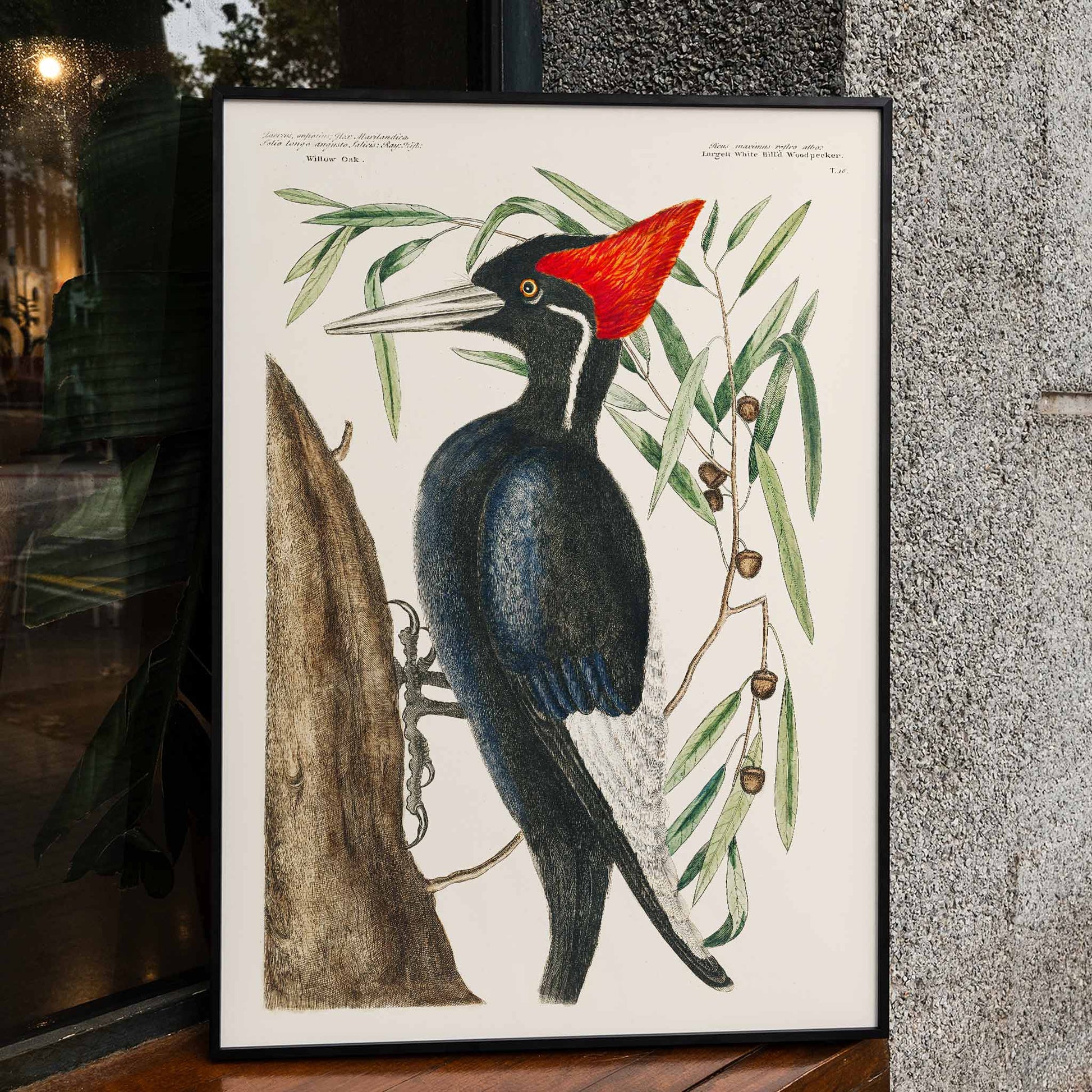 Ivory-billed Woodpecker by Mark Catesby from The Natural History of Carolina Florida and the Bahama Islands artwork and poster showing bird in tree, framed and displayed in modern living room decor