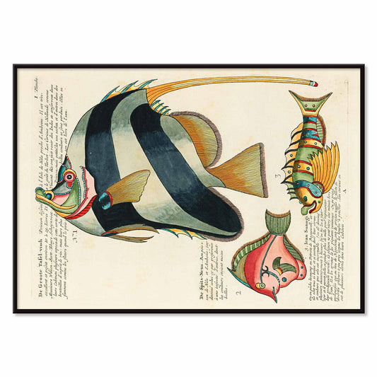 Colourful surreal fish illustrations and poster by Louis Renard from Histoire naturelle des plus rares curiositez de la mer des Indes, with black aluminium frame on white background