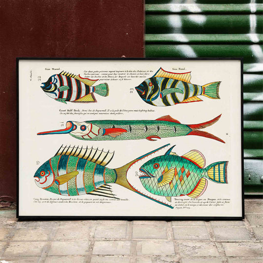 Colorful and surreal illustrations of Moluccas fishes by Louis Renard from Histoire naturelle des plus rares curiositez poster, framed and displayed in home decor