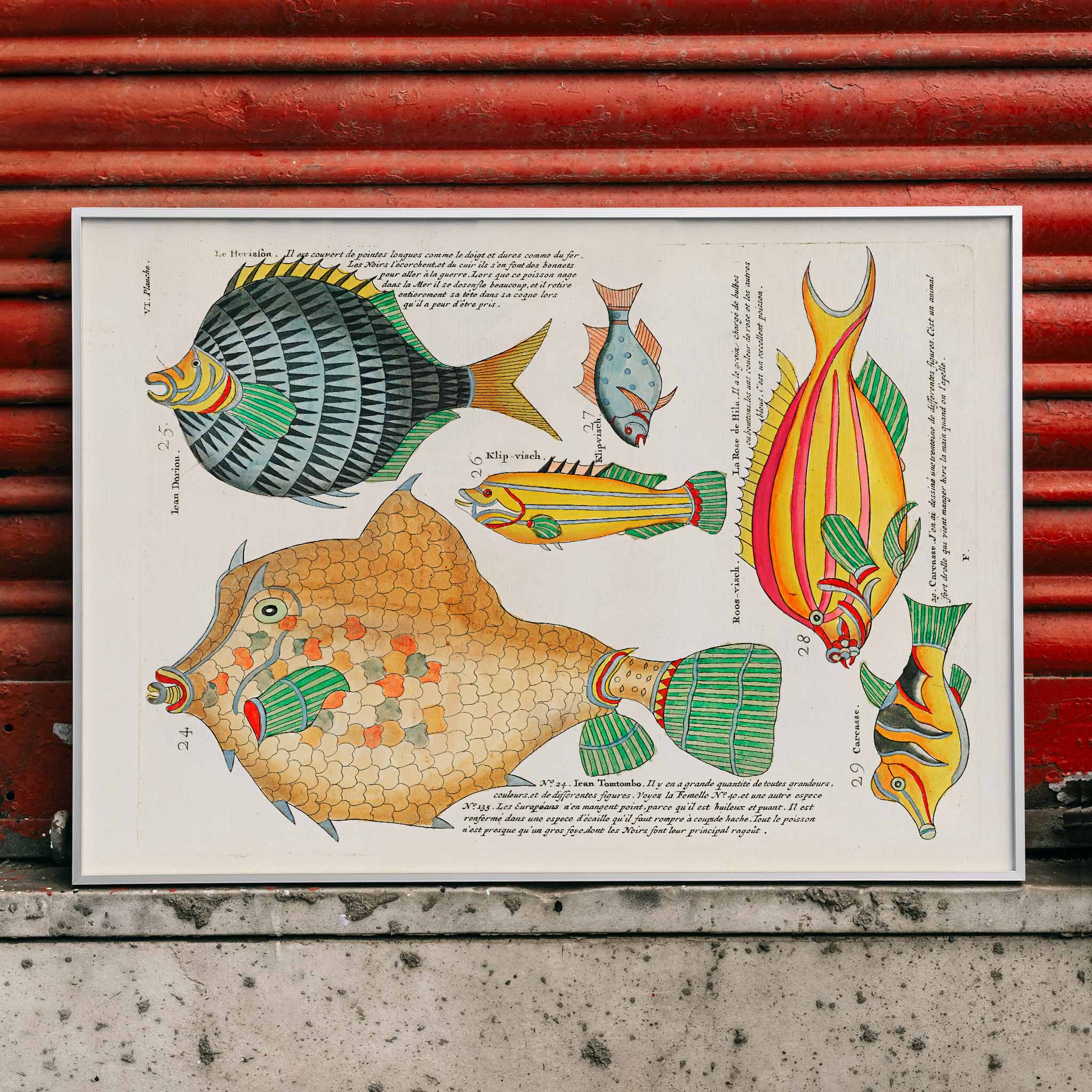 Poster | Colourful surreal fish illustrations East Indies Louis