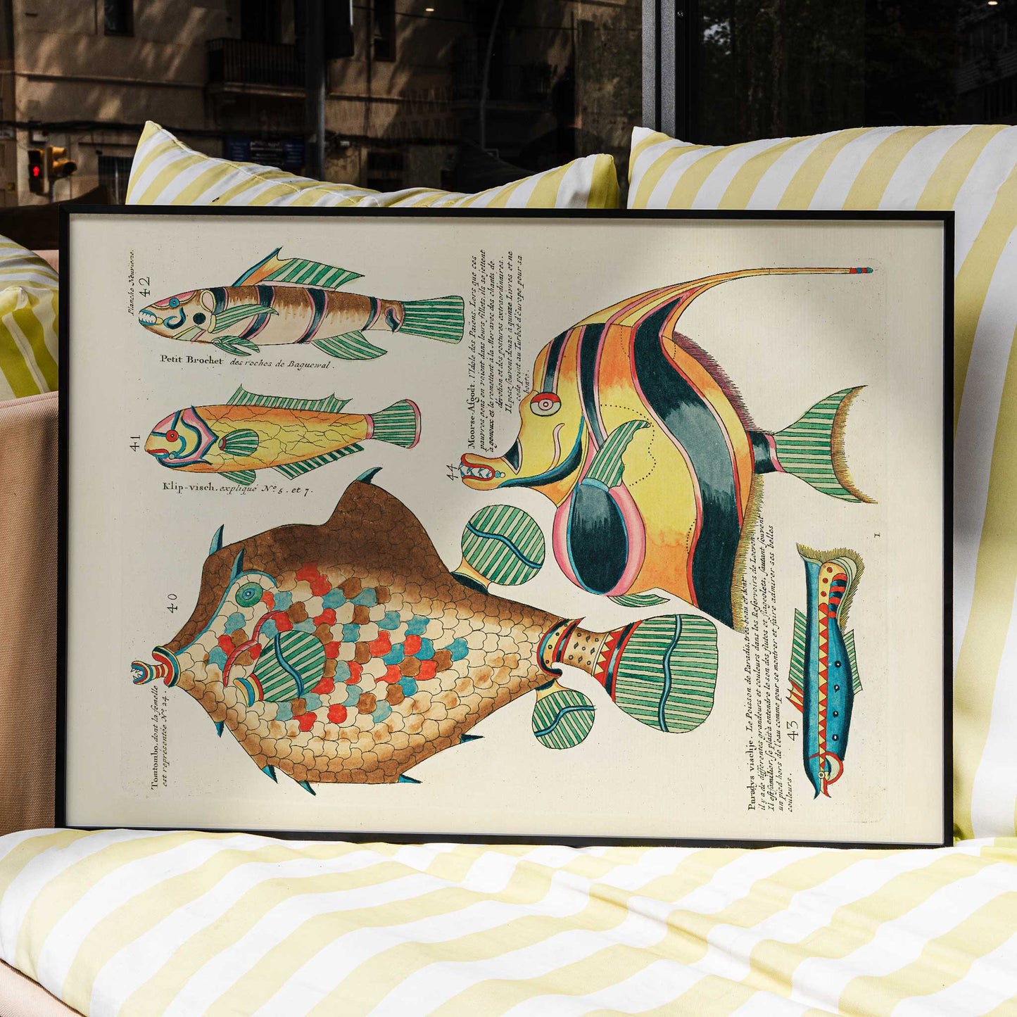 Colourful surreal fish illustrations by Louis Renard from Histoire naturelle des plus rares curiositez de la mer des Indes poster, framed and displayed in modern living room decor