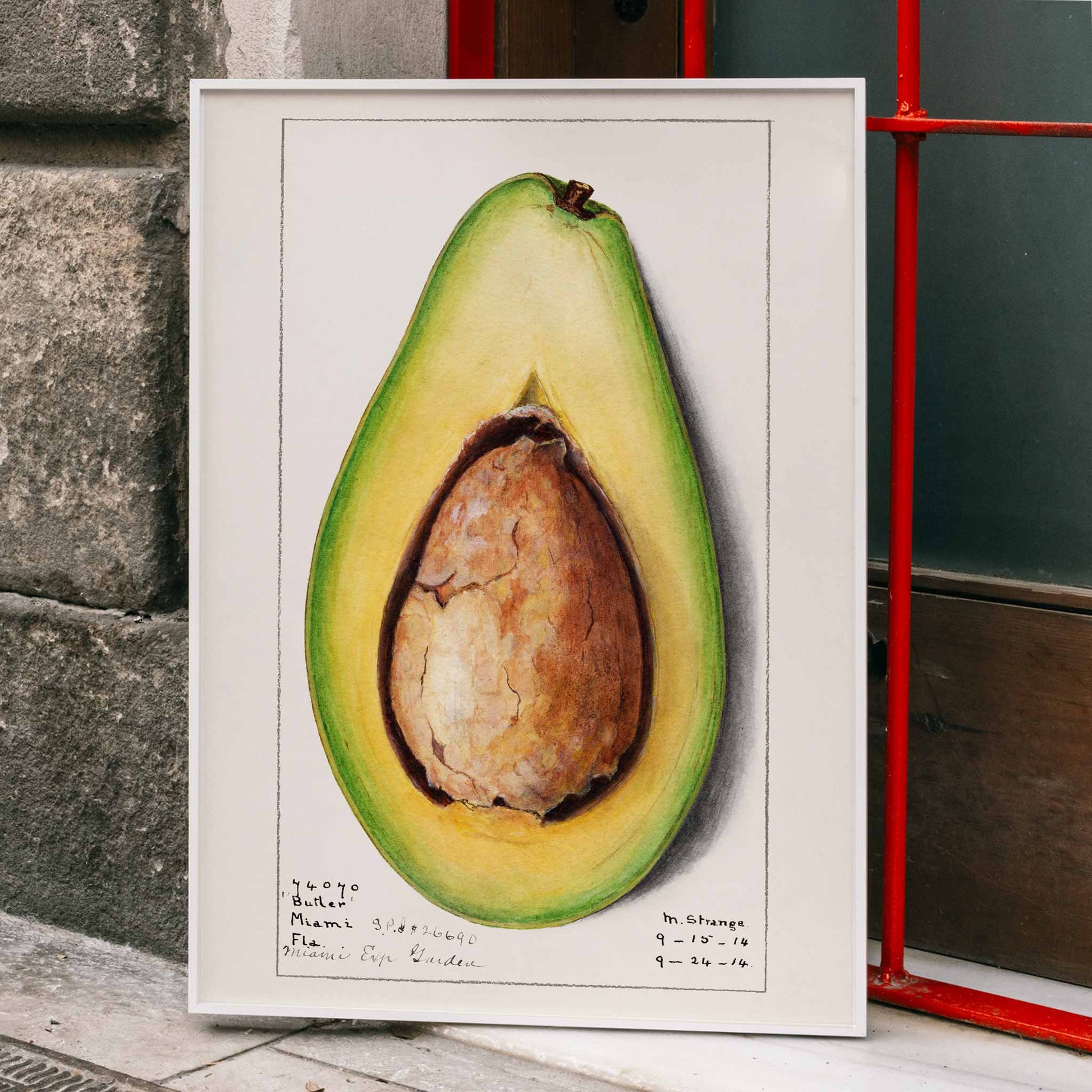 Botanical illustration and poster of a realistic avocado Persea by Amanda Almira Newton suitable for kitchen wall decor, framed and displayed in home decor