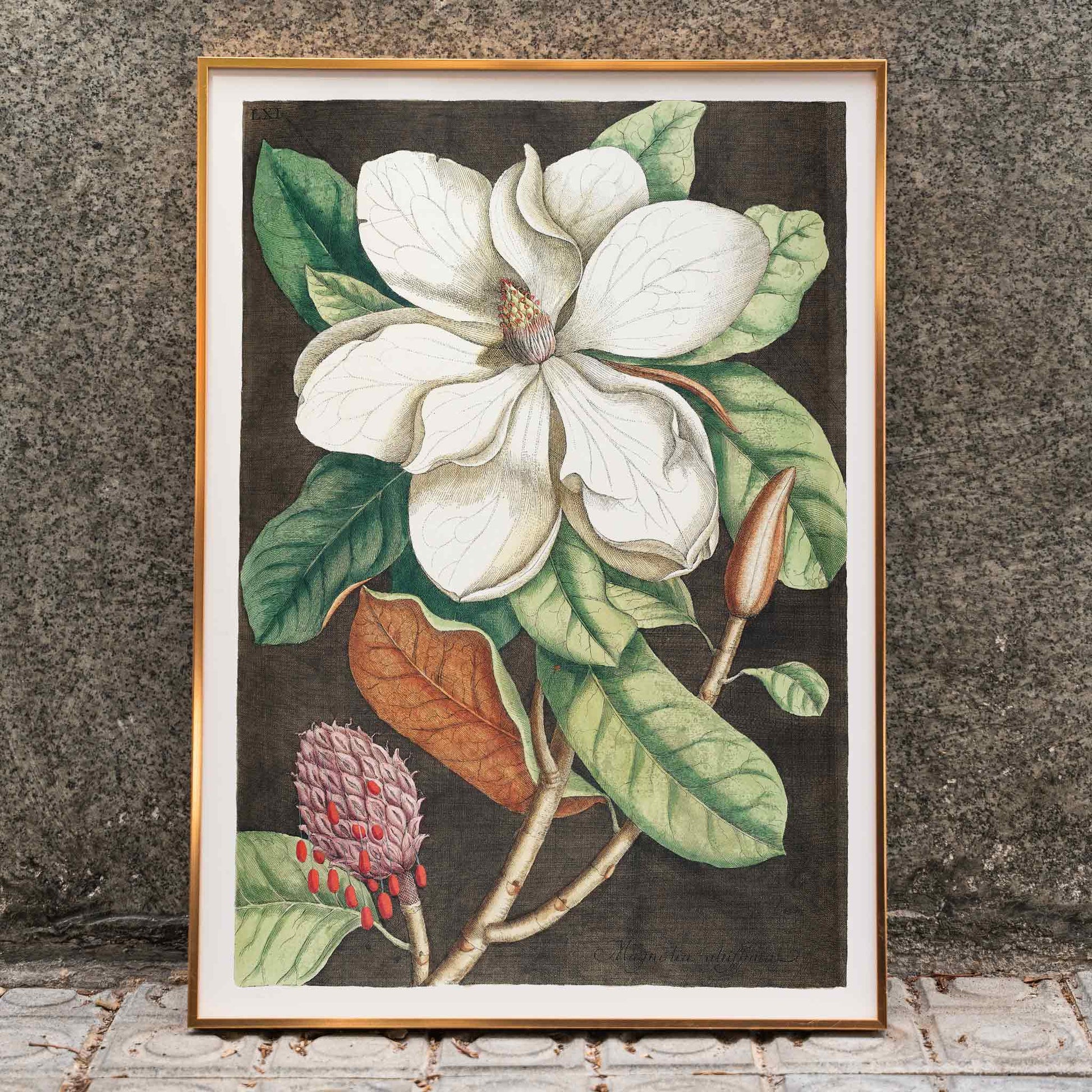 magnolia altissima Poster | Laurel Tree Magnolia altissima by Mark Catesby 1754