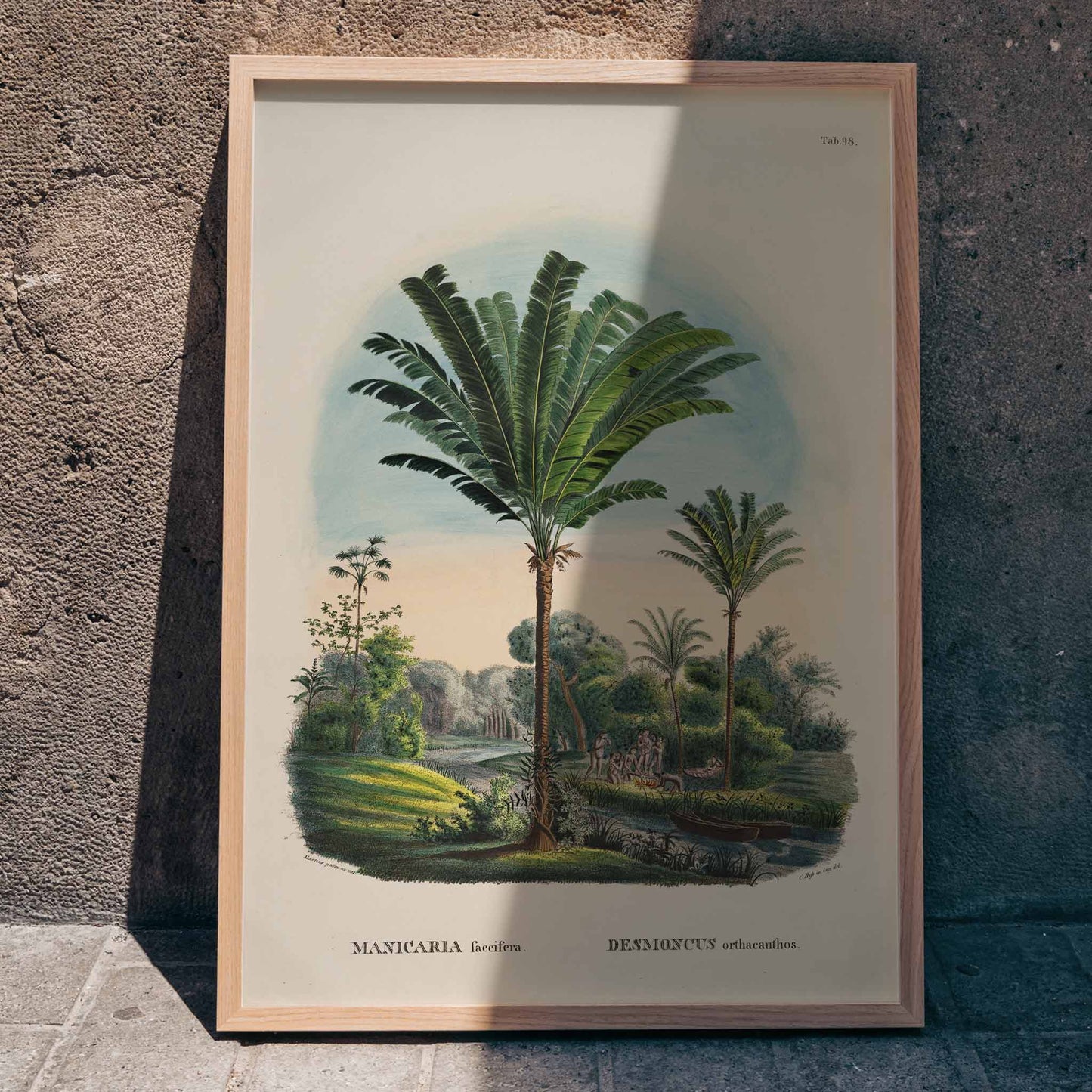 Tropical palm trees and river landscape illustration poster featuring Desmoncus orthacanthos artwork from Historia Naturalis Palmarum by Carl Friedrich Philipp von Martius, framed and displayed in home decor