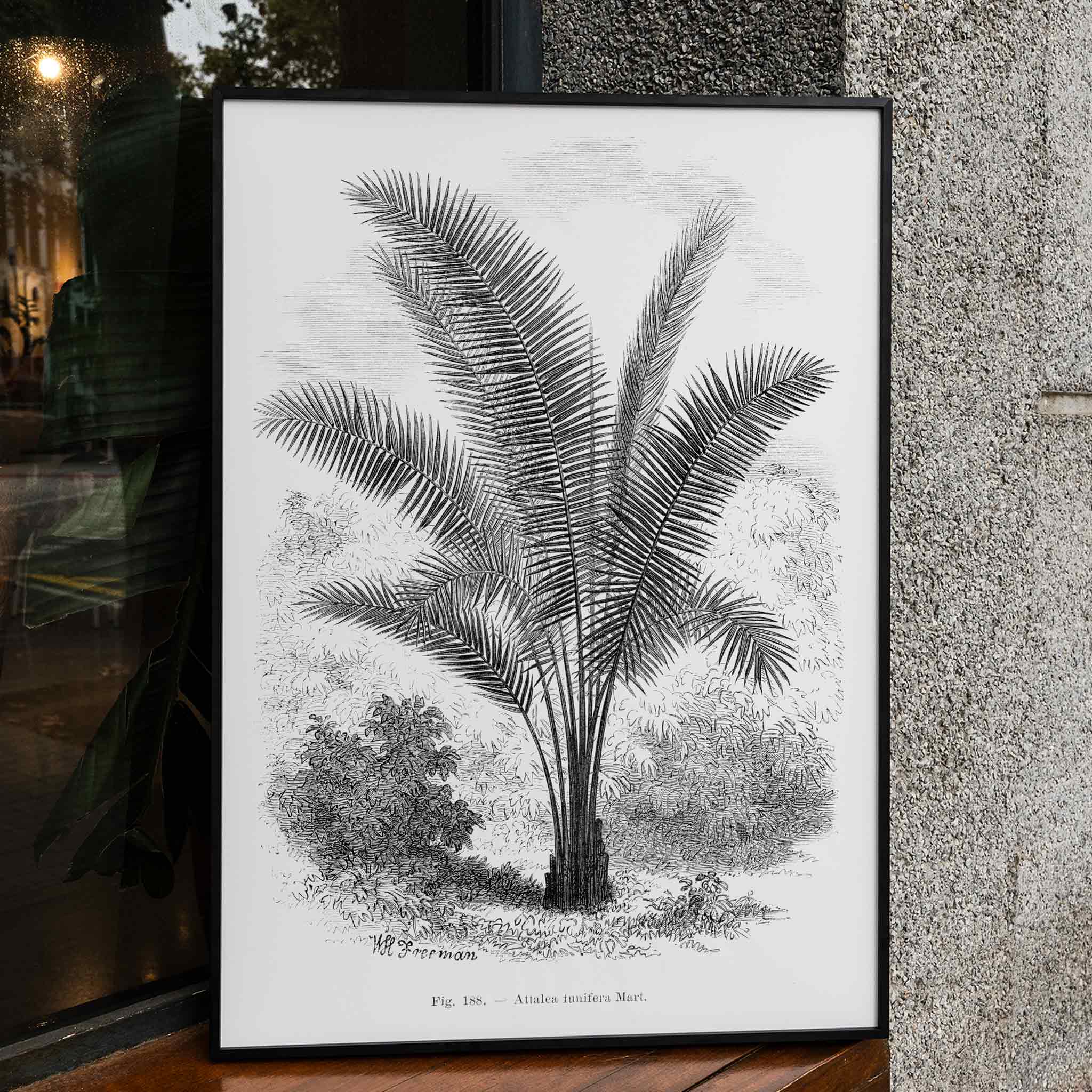 Poster | Vintage Palm Tree Art Oswald de Kerchove | MORYARTY