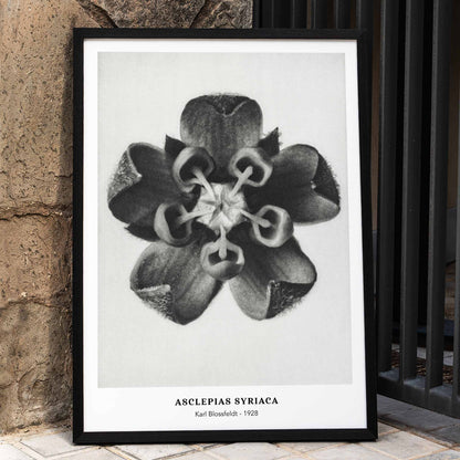 Karl Blossfeldt Asclepias Syriaca Common Milkweed black and white close-up flower artwork and poster detailed botanical photography, framed and displayed in home decor