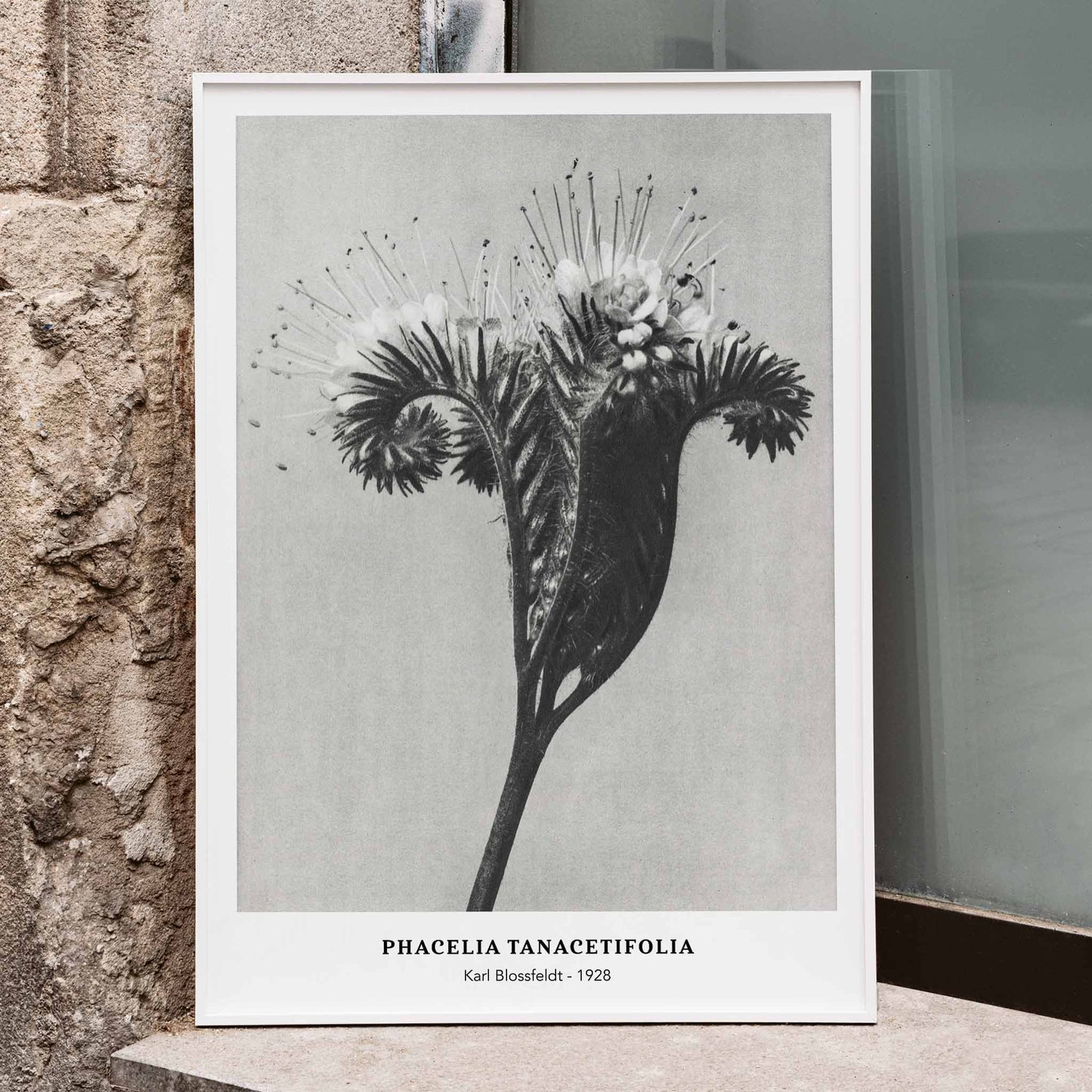 Phacelia tanacetifolia botanical close-up by Karl Blossfeldt detailed floral photography and artwork poster, framed and displayed in home decor