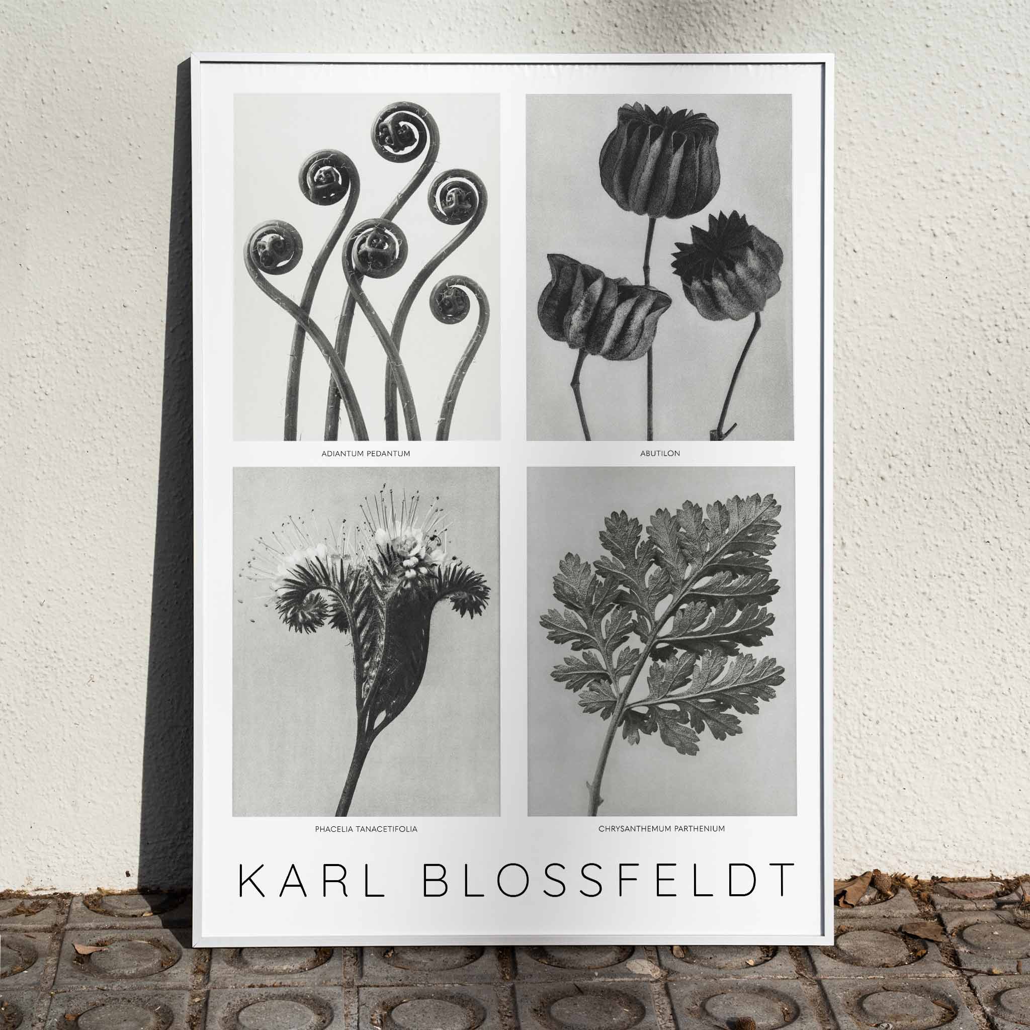 Poster | Flowers Poster 2 by Karl Blossfeldt | MORYARTY