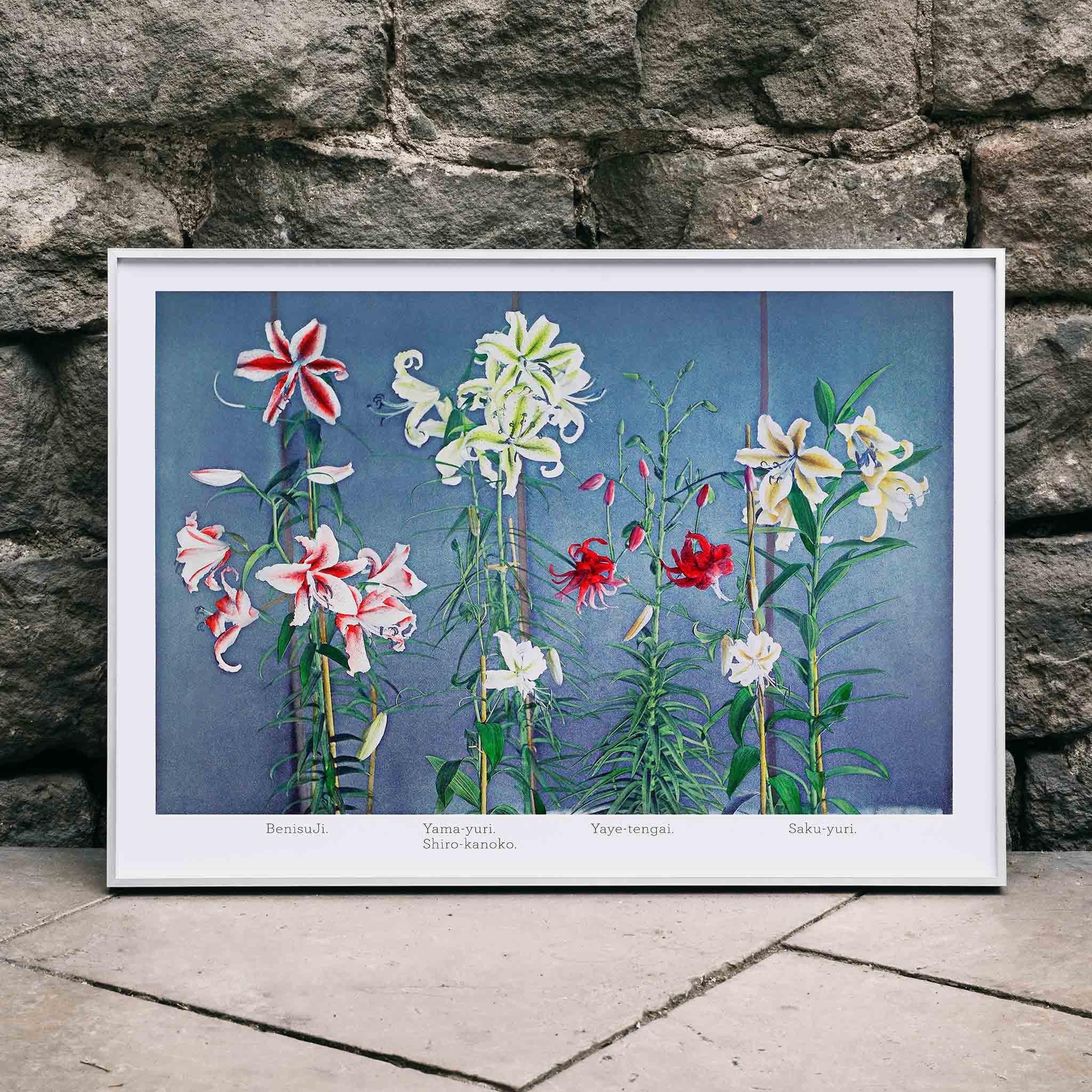 Poster | Iris Kæmpferi by Kazumasa Ogawa Art | MORYARTY