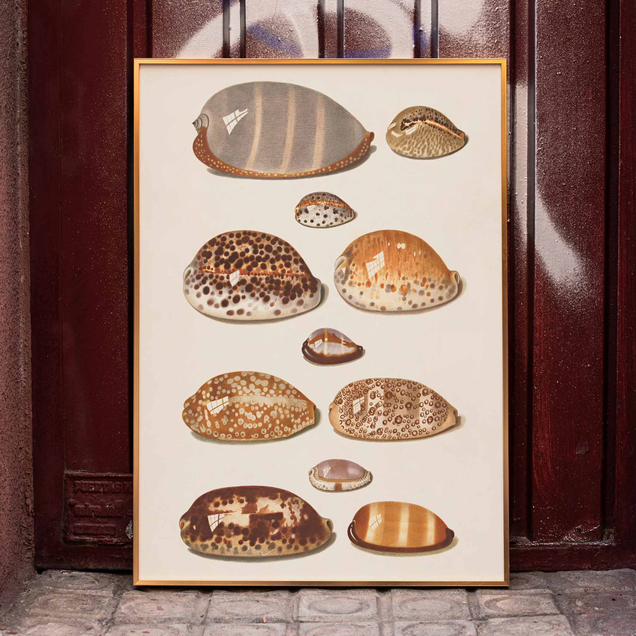 Poster | Eleven tropical shells by Johann Gustav Hoch | MORYARTY