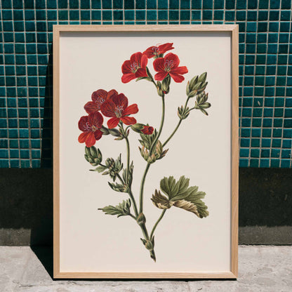Botanical illustration of red flowers with green leaves by M de Gijselaar poster artwork, framed and displayed in home decor