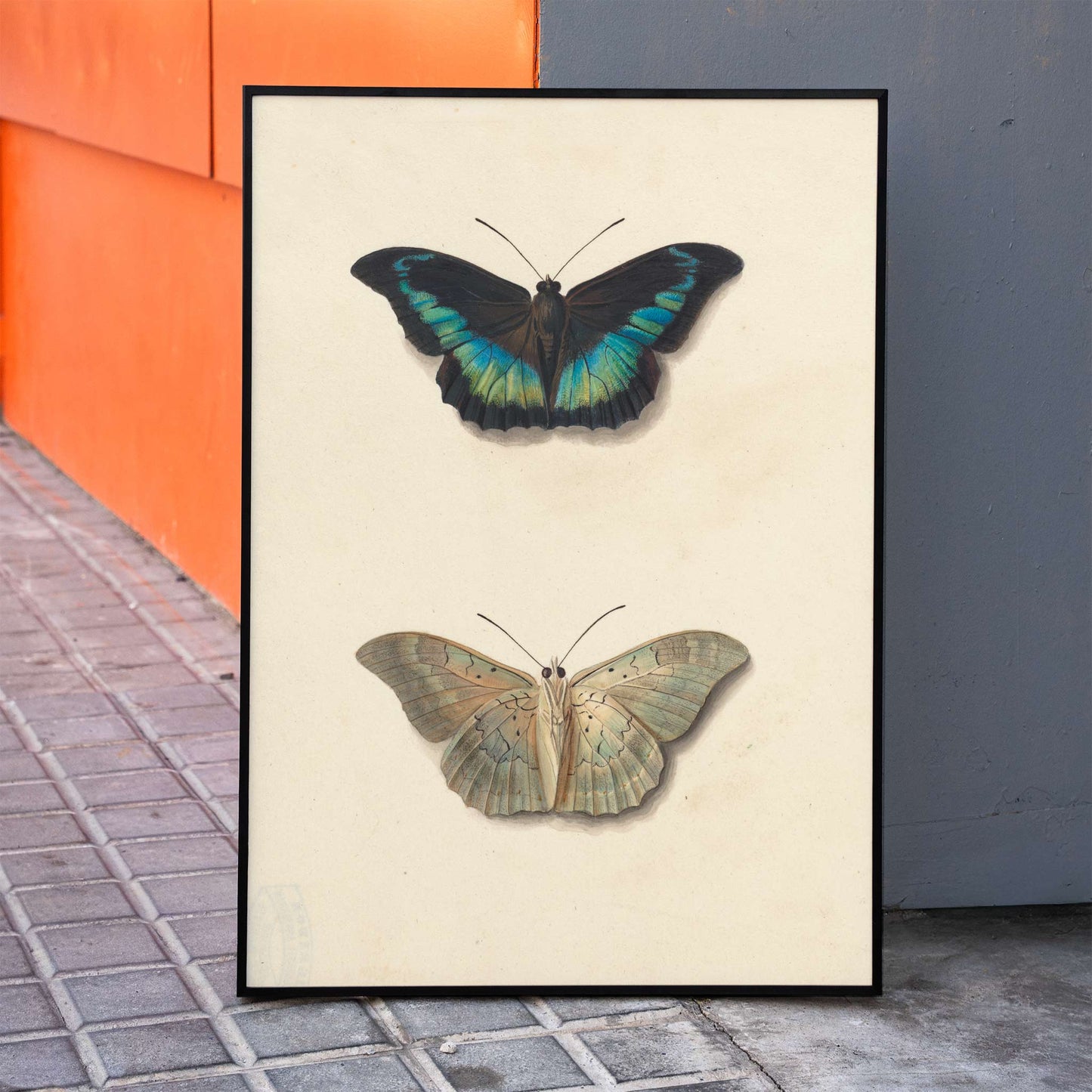 Colorful detailed butterflies by Georgius Jacobus Johannes van Os on cream background illustration and poster, framed and displayed in home decor