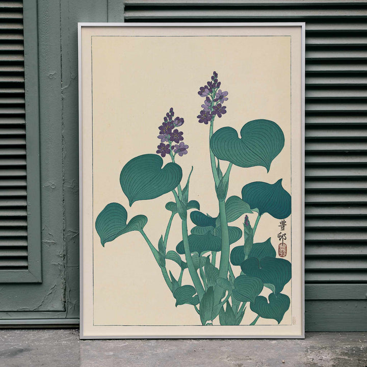 Botanical illustration and poster of green hosta plant with purple flowers by Ohara Koson in Japanese botanical art style, framed and displayed in home decor