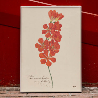 Botanical illustration and poster of vibrant orange and red Tritonia Crocata Flame Freesia flower artwork by Hendrik Schwegman on light background, framed and displayed in home decor